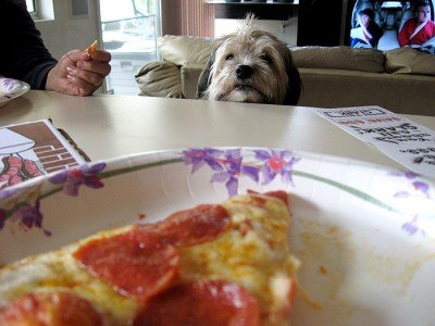Dog wants pizza