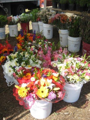 Mira Mesa Farmer's Market - Flowers Mira Mesa Farmer's Market - Flowers
