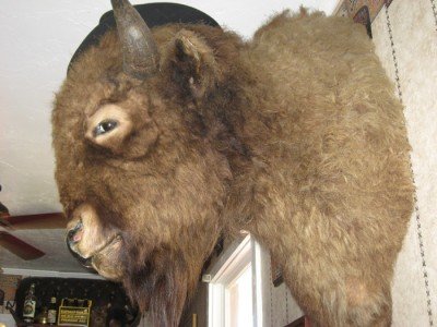 Buffalo Bill's head
