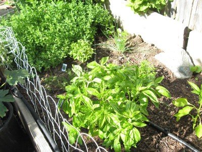 Herb Garden