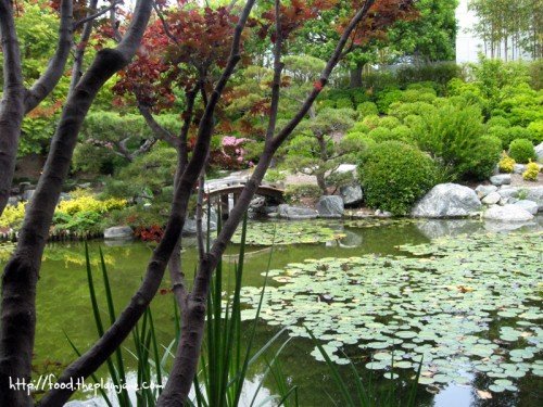 Koi Pond at Karl Strauss Brewery / San Diego, CA