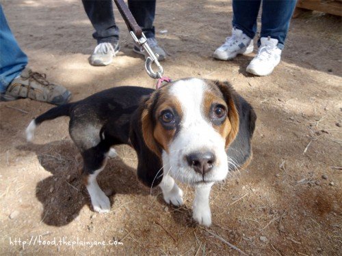 cutest-little-baby-beagle