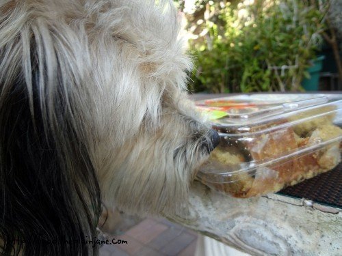 doggie-sniff-tester