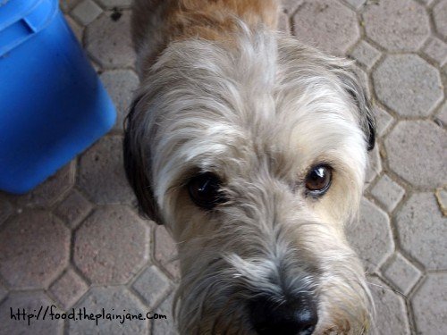 puppy-helper