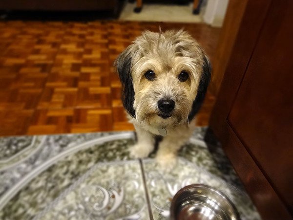 doggie-test-subject-maya