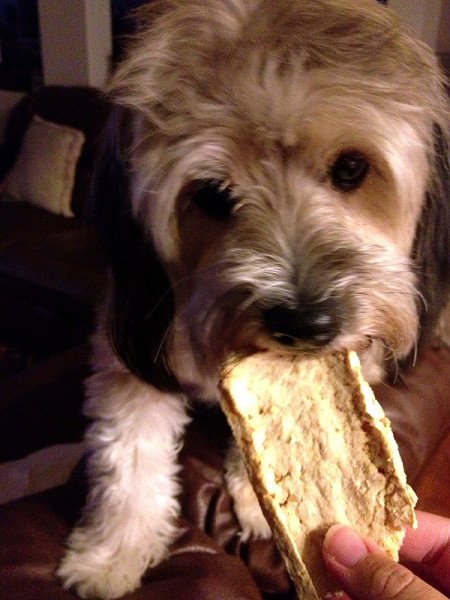 maya-eating-treats-iphone