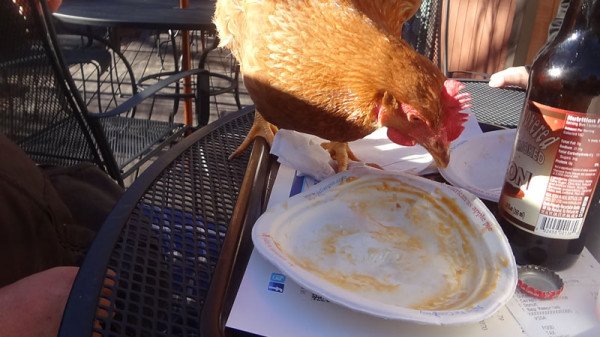 chicken-eating-pie