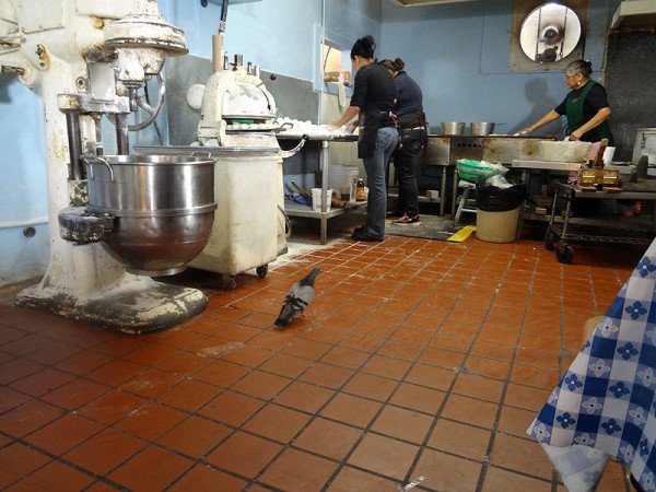kitchen-tortilla-making-pigeon