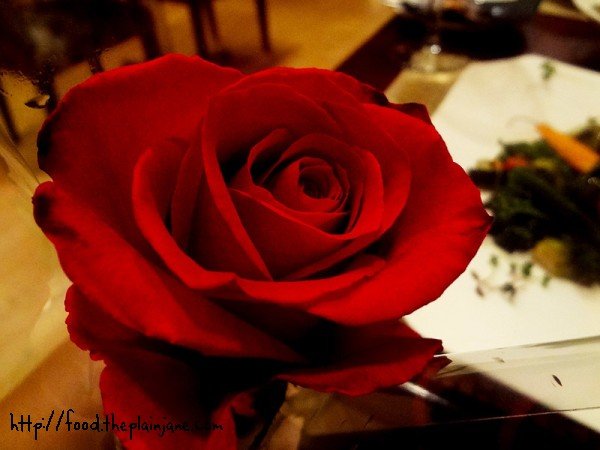 red-rose-bloom