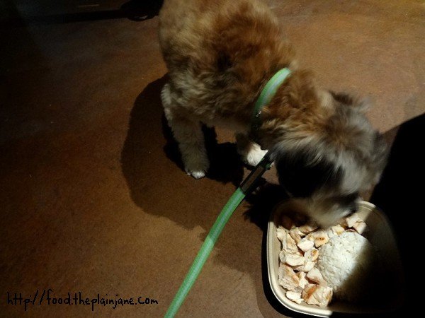 maya-eating-her-chicken-dinner