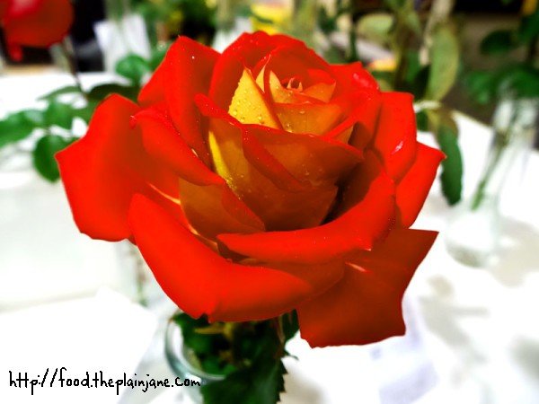 ketchup-and-mustard-rose