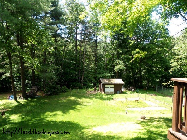 auntie;s backyard