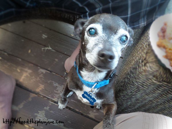 bentley-begging-for-chicken