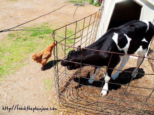 cow-and-chicken