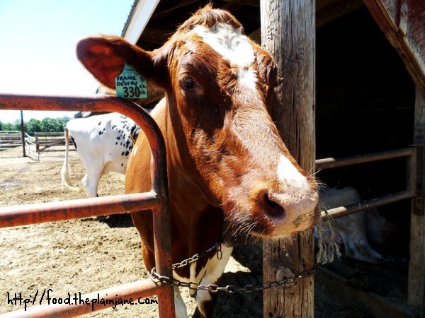cow-face