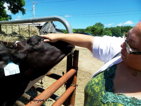 cow-licking