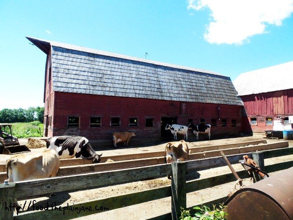 dairy-farm-barn-cook-farm
