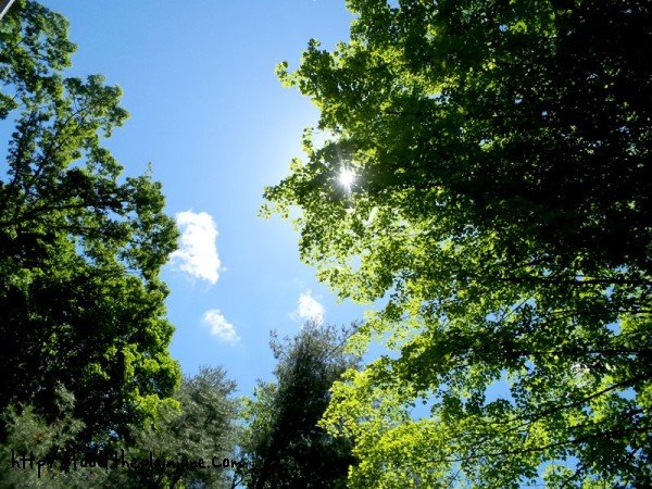 happy massachusetts trees