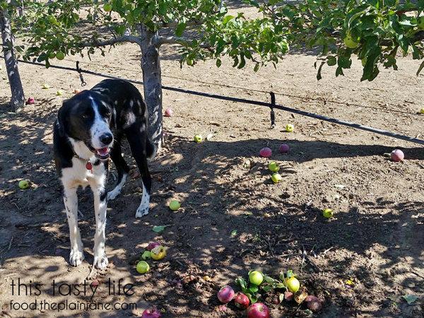 alice-most-relaxed-dog