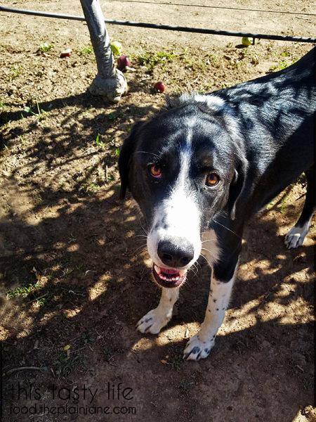 alice-odell-orchard-dog