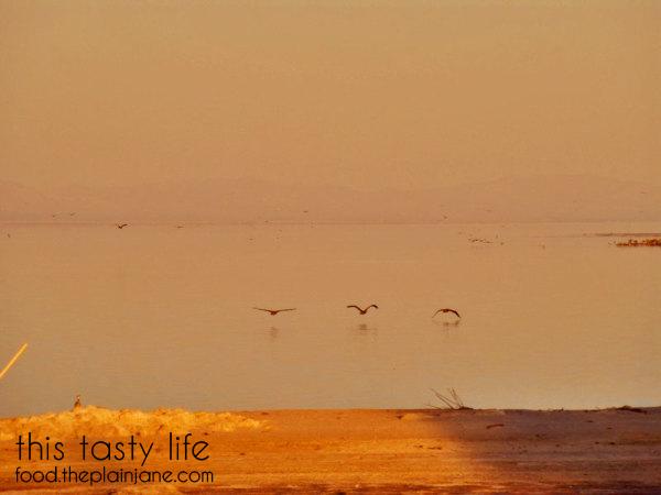 birds-low-over-salton-sea