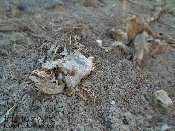 dead-fish-at-salton-sea