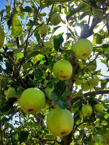 golden-delicious-apples