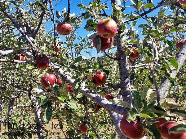 jonathan-apple-trees