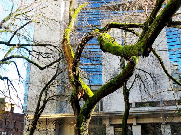 mossy-trees-portland