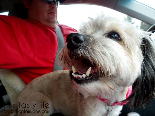 road-trip-dog