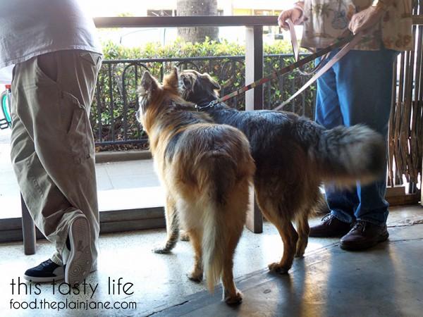 Dog friendly bar - Culture Brewing Co in Ocean Beach
