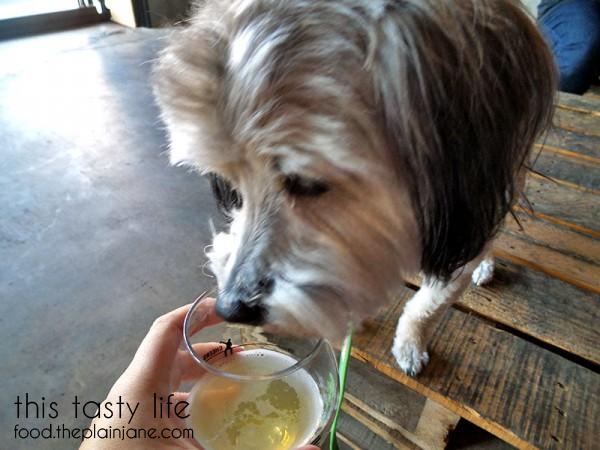 Maya sniffs my beer - Culture Brewing Co in Ocean Beach