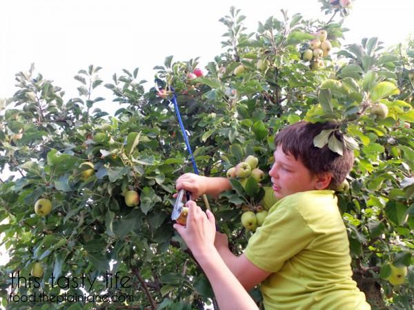 picking-apples-with-tongs