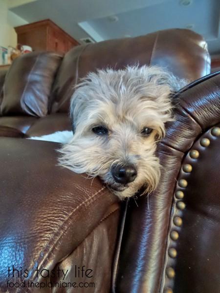 sleepy-maya-couch