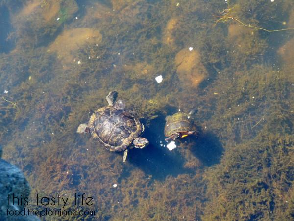 baby-turtles