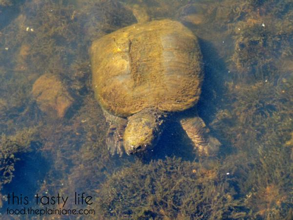 big-ass-turtle