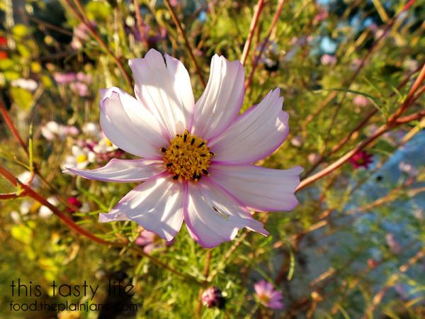 garden-flower