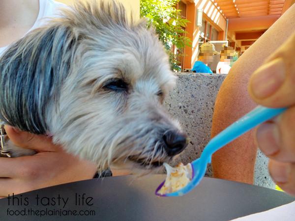 Dog Friendly spot for Frozen Yogurt at Bailey's Frozen Yogurt | Escondido, CA - This Tasty Life
