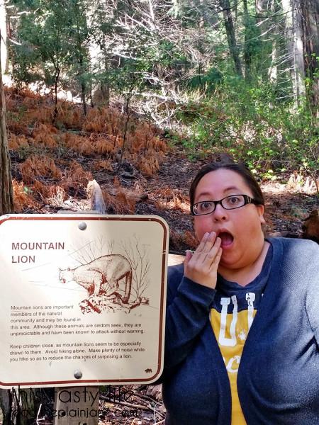mountain-lions-oh-my