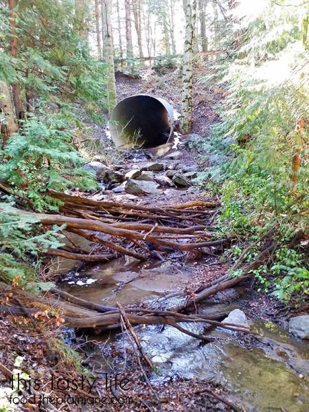 stream