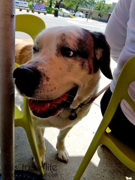 Dog Friendly Patio at Burger Lounge | Kensington - San Diego, CA