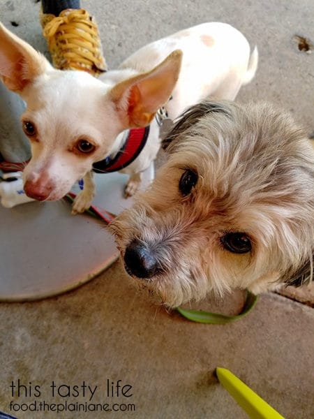 Maya and Short Round at Burger Lounge | Kensington - San Diego, CA