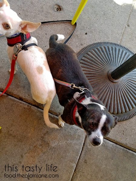 Little Bit and Short Round at Burger Lounge | Kensington - San Diego, CA