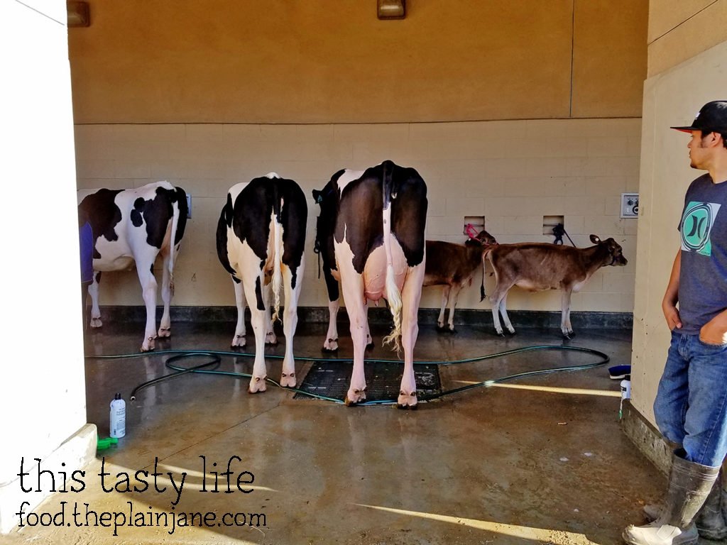 cow-butts-and-baby-cows